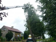 Kácení lípy u silnice