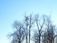 Péče o dřeviny v obcích Mikroregionu LITOMYŠLSKO - v obci PERÁLEC