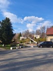 Kácení bříz vedle úřadu