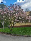 Jaro 2026